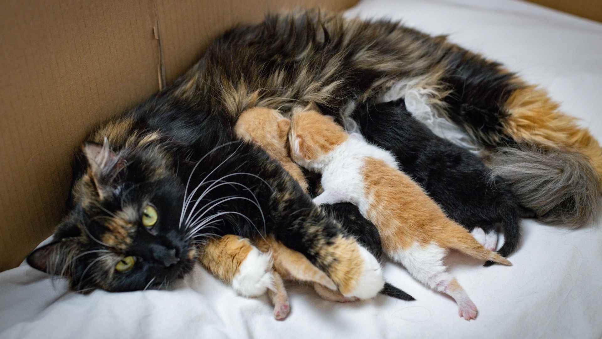 Gata con sus gatitos bebes